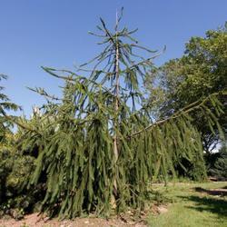 Smrk ztepilý 'Cranstonii' - Picea abies 'Cranstonii'
















 - 3