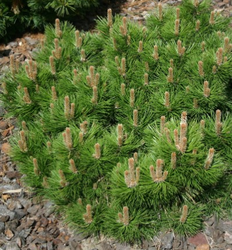 Borovice černá 'Hornibrookiana' - Pinus nigra 'Hornibrookiana' 


 - 3