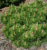 Borovice černá 'Hornibrookiana' - Pinus nigra 'Hornibrookiana' 


 - 3/3