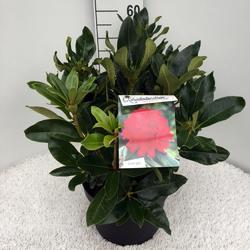 Rododendron 'Markeeta's Prize' – Rhododendron 'Markeeta's Prize'



 - 3