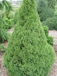 Smrk sivý 'Conica' - Picea glauca 'Conica' 




















 - 3