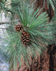 Borovice těžká - Pinus ponderosa



















 - 3/3