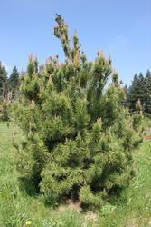 Borovice pokroucená - Pinus contorta






 - 3