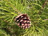 Borovice pokroucená - Pinus contorta






 - 3/3