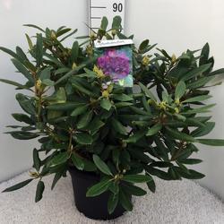 Rododendron (T) 'Marcel Menard' – Rhododendron (T) 'Marcel Menard' - 3