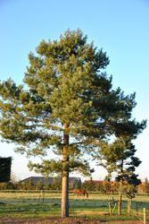Borovice lesní - Pinus sylvestris 





















 - 3