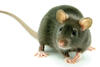 Myši, potkani, krysy a hlodavci